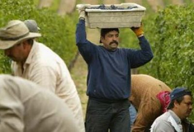 workers-in-Nappa-Valley-California-harvesting-Pinot-Noir-10002104